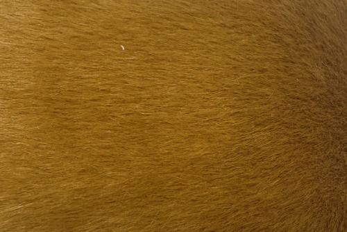 Scatter/Pillow: Lynx Ginger ( Band E )