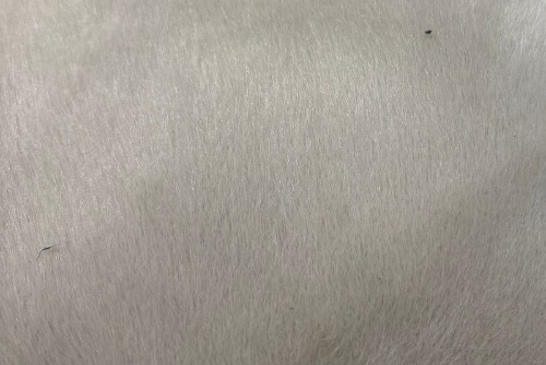 Scatter/Pillow: Lynx Shadow ( Band E )