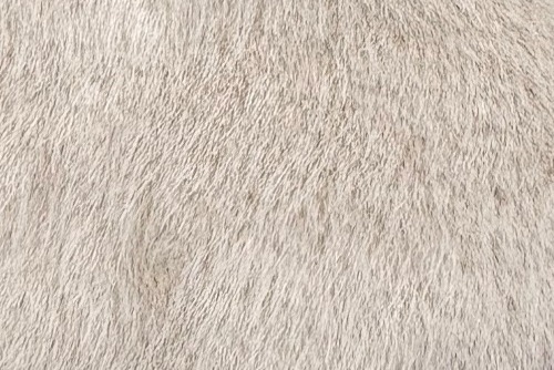 Scatter/Pillow: Lynx Champagne ( Band E )